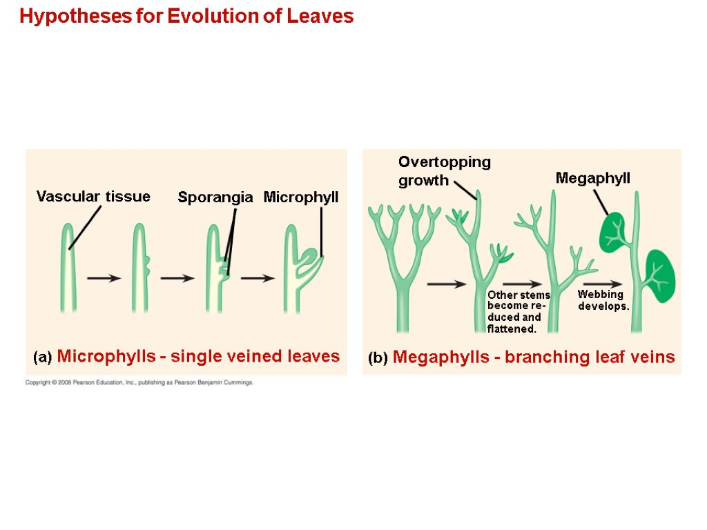 Hypotheses for Evolution of Leaves Vascular tissue Sporangia Microphyll (a) Microphylls - single veined